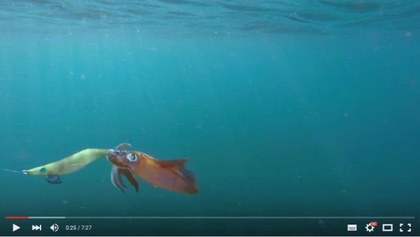 Catching Jervis Bay squid (Video)